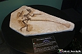 VBS_0963 - Dinosauri. Terra dei giganti